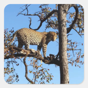 Luipaard in een boom in Afrika Vierkante Sticker