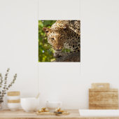 Luipaard in een boom poster (Keuken)