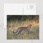 Luipaard in het Briefkaart Savanna (Voorkant / Achterkant)