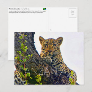 Luipaard in Serengeti, Tanzania Reisansichtkaart Briefkaart