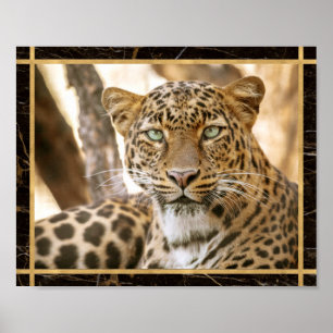 Luipaard Kat Foto Afbeelding Print Poster