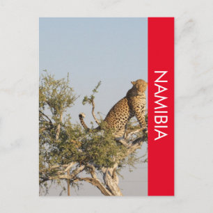Luipaard, Namibië Briefkaart