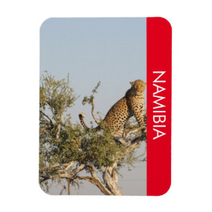 Luipaard, Namibië magneet