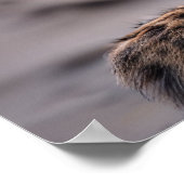 Luipaard op het strand poster (Hoek)