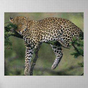 Luipaard, (Panthera pardus), Kenia, Masai Mara Poster