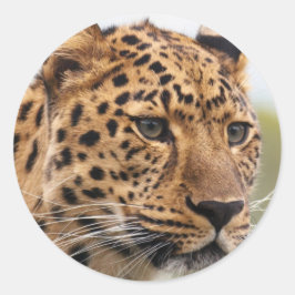 Luipaard Portret Ronde Sticker