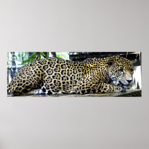 Luipaard Poster 36x12 of Kleiner formaat Only