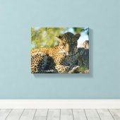 Luipaard rustende panthera pardus Kruger Canvas Afdruk (Insitu (Houten vloer))