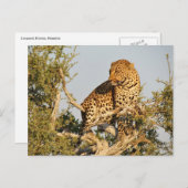 luipaard wild briefkaart (Voorkant / Achterkant)