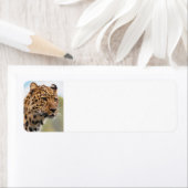 Luipaard Wilde Katten Etiket (Insitu)