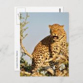 luipaardboom briefkaart (Voorkant / Achterkant)