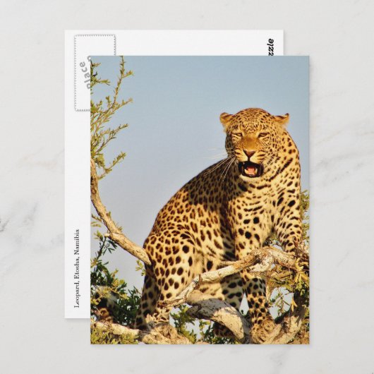 luipaardboom briefkaart (Voorkant / Achterkant)