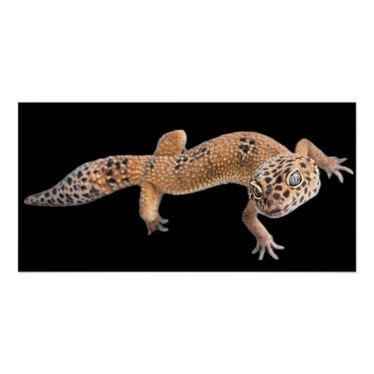 Luipaardgekko Perfect Poster (Voorkant)