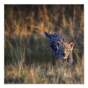Luipaardwelp Panthera Pardus Foto Afdruk