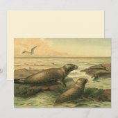 Luipaardzeehonden,  waterdieren Zeeleven (Voorkant / Achterkant)