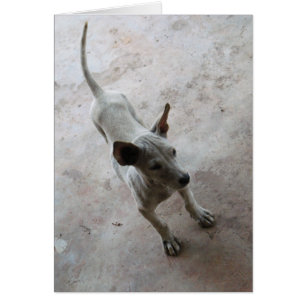 Luk Maa ... Chien chiot thaïlandais Soi