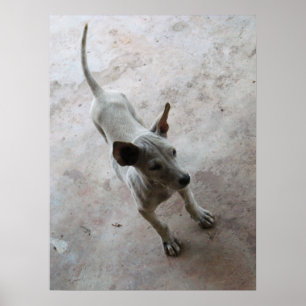 Luk Maa ... Thais puppyhondje Poster