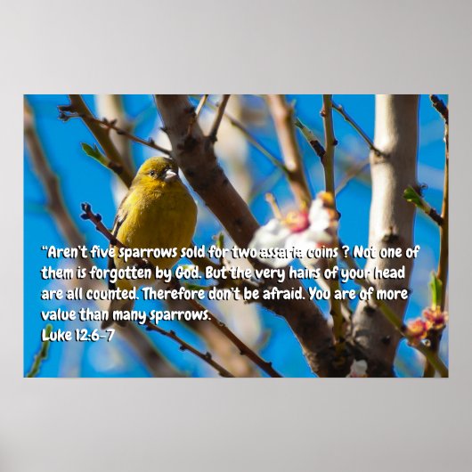 Lukas 12:6-7 poster (Voorkant)