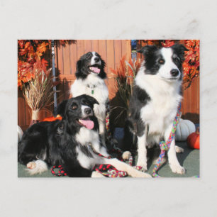 Luke Winnie en Lando - Border Collie Photo-05 Briefkaart