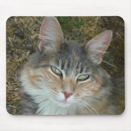 Lulu - dozing op Noon Muismat (Voorkant)