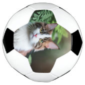 Lulu Le Chat De Ragdoll, Soccerball (Tourné)