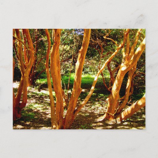 Luma apiculata, Chili Briefkaart (Voorkant)