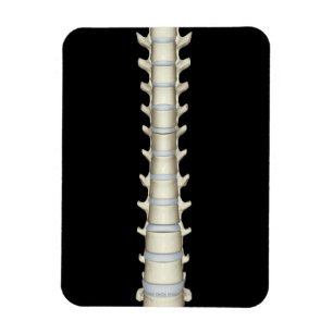 Lumbar en Thoracic Vertebrae Magneet