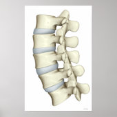 Lumbar Vertebrae 2 Poster (Voorkant)