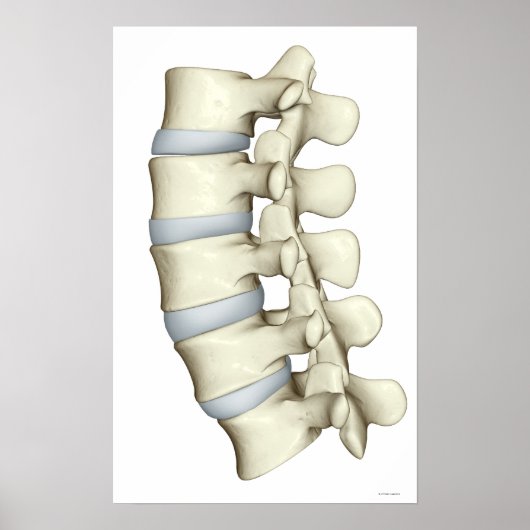 Lumbar Vertebrae 2 Poster (Voorkant)