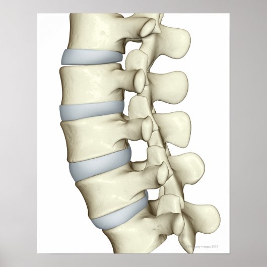 Lumbar Vertebrae Poster (Voorkant)