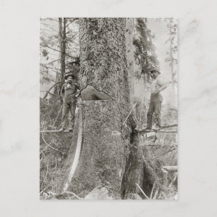 Lumberjacks met Giant Fir, 1905 Briefkaart