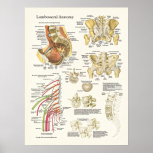Lumbosacrale anatomie Poster en verdamping van de