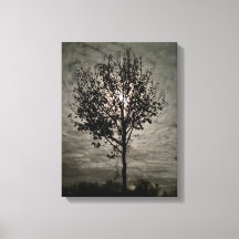 Lumieke stilte: een vollemaan nacht