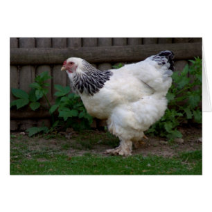 Lumière Brahma Hen