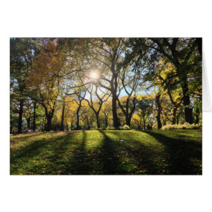 Lumière du soleil à Central Park