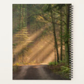 Lumière du soleil à travers la forêt (Dos)