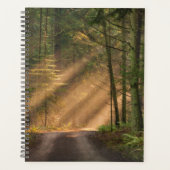 Lumière du soleil à travers la forêt (Devant)
