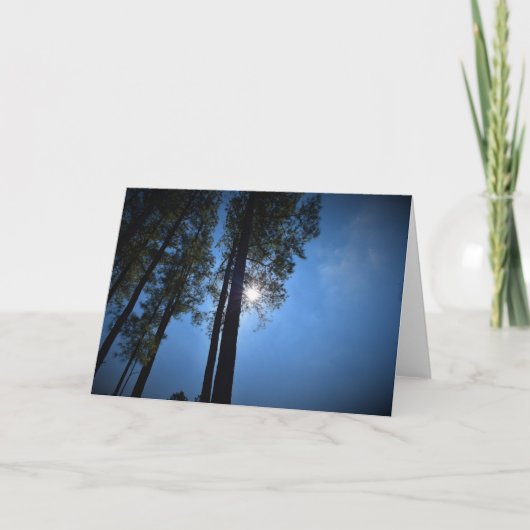 Lumière du soleil à travers les pins, carte (Devant)