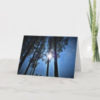 Lumière du soleil à travers les pins, carte