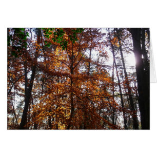 Lumière du soleil à travers un arbre d'automne à G