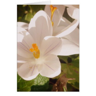 Lumière tachetée en fleur blanche