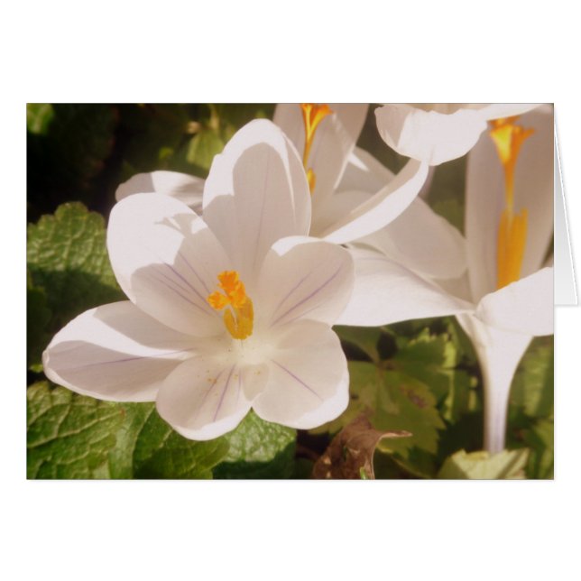 Lumière tachetée en fleur blanche (Devant horizontal)