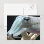 Lumineuze inktvis briefkaart (Voorkant / Achterkant)