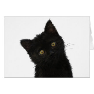 Luna Bella Black Kitten