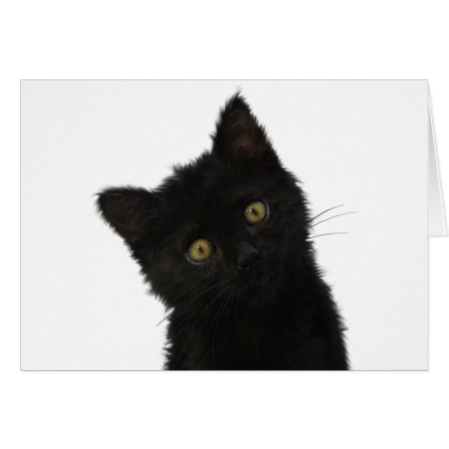 Luna Bella Black Kitten (Devant horizontal)