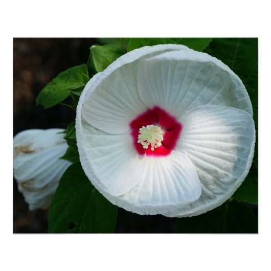 Luna Hibiscus Perfect Poster (Voorkant)