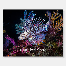 Luna lion fish, Pterois lunulata,