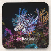 Luna lion fish, Pterois lunulata,