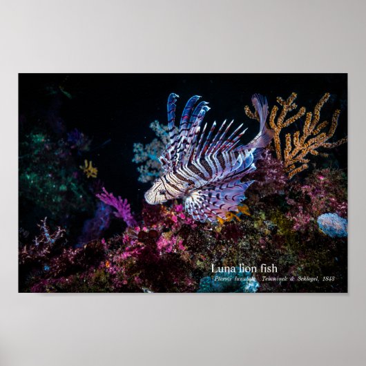 Luna lion fish, Pterois lunulata, Poster (Voorkant)