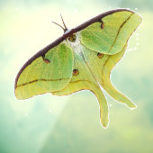 Luna Moth Artwork in levendige kleuren Raamsticker (Vel 3)